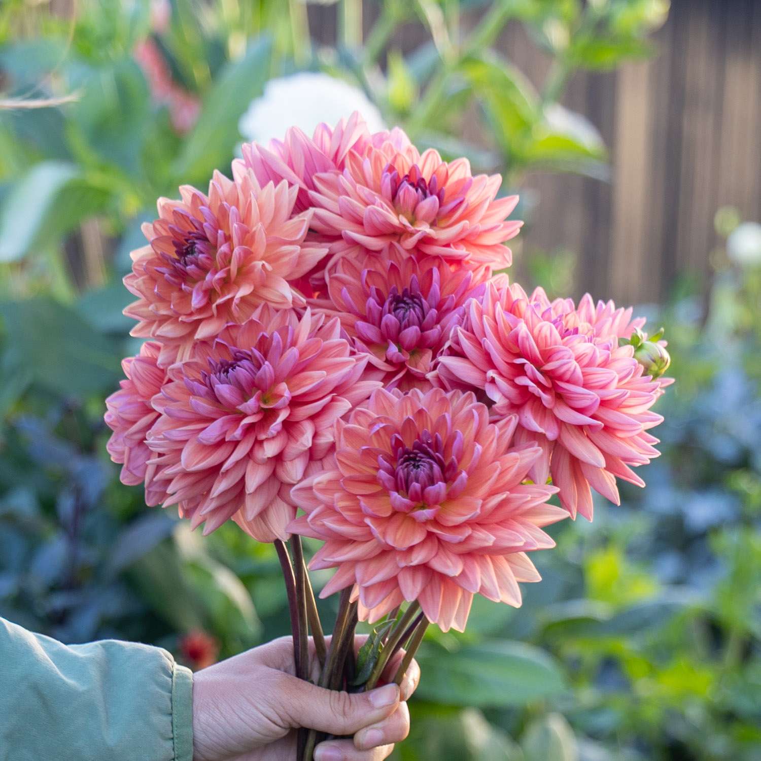Dahlie 'Dutch Pearl'